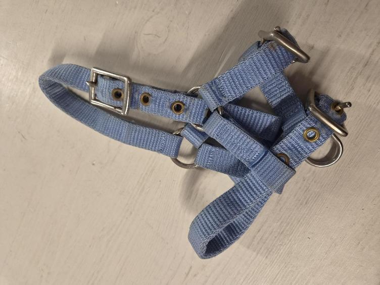 Secondhand-Artikel | Halfter Gr. Mini/Fohlen
