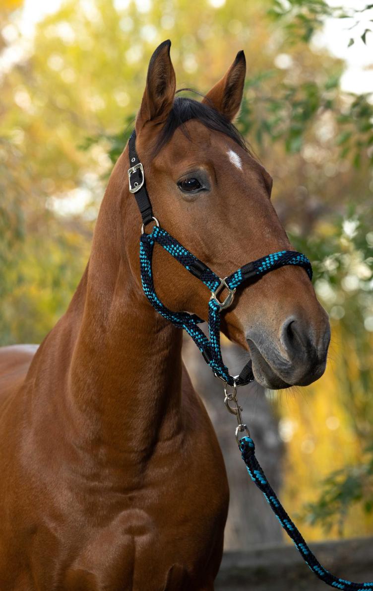 Neuware | Halfter + Strick `Tressé`