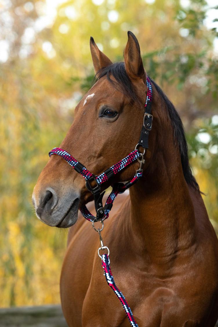 Neuware | Halfter + Strick `Tressé`